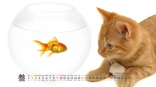海洋生物可爱的海豚桌面壁纸第5张