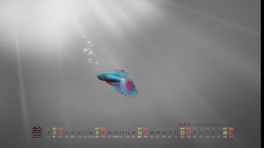 海洋生物图片 _ 第(14)张