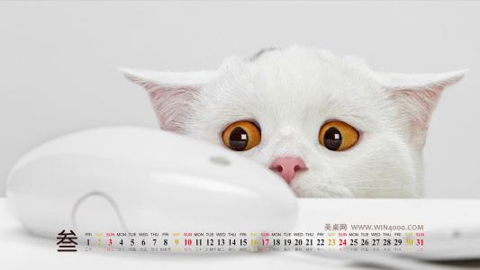 海洋生物图片 _ 第(17)张