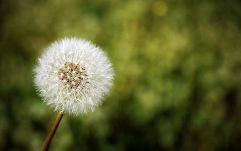 蒲公英图片 _ 第(19)张