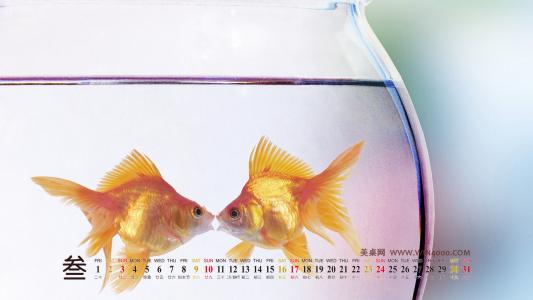 金鱼图片 _ 第(1)张