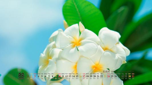 唯美静物微距特写风景宽屏桌面壁纸第6张