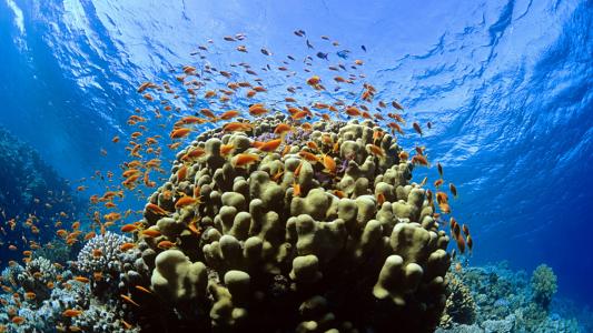 海底世界图片 _ 第(6)张