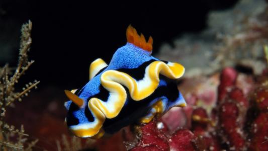 海底世界图片 _ 第(7)张