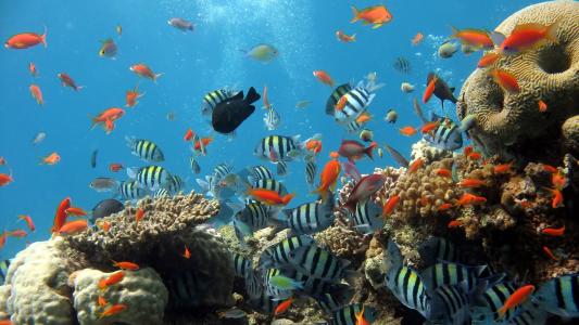 海底世界图片 _ 第(9)张