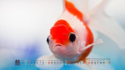 红嘴相思鸟高清桌面动物壁纸第0张