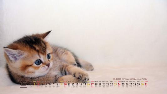 动物壁纸图片 _ 第(3)张