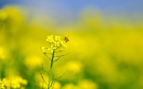 2013年油菜花宽屏金桌面壁纸第0张