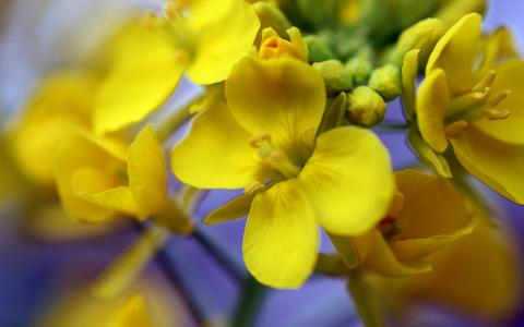 2013年油菜花宽屏金桌面壁纸第5张