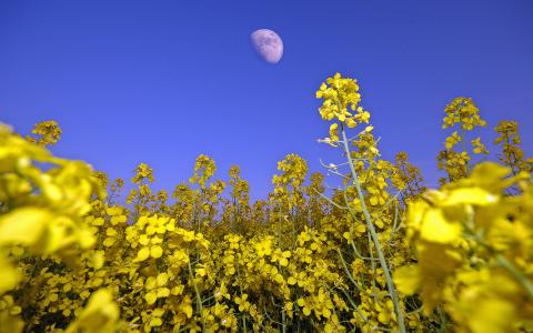2013年油菜花宽屏金桌面壁纸第6张
