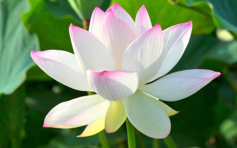 小蘑菇图片高清桌面壁纸第3张