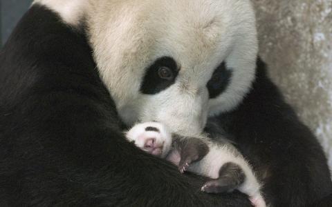 国宝熊猫憨态可掬呆萌治愈高清桌面壁纸第一辑第5张