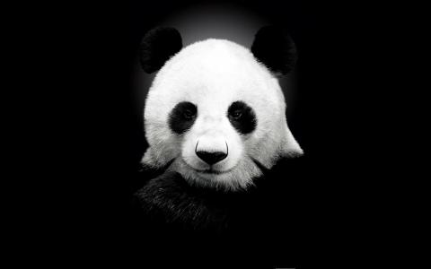 大熊猫图片 _ 第(8)张