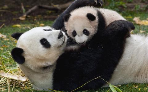 大熊猫图片 _ 第(13)张