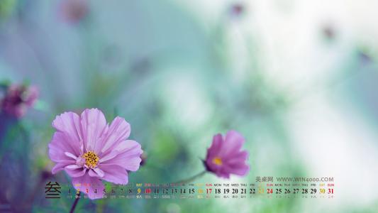 小蘑菇图片高清桌面壁纸第5张