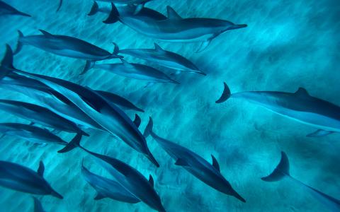 海洋生物可爱的海豚桌面壁纸第6张