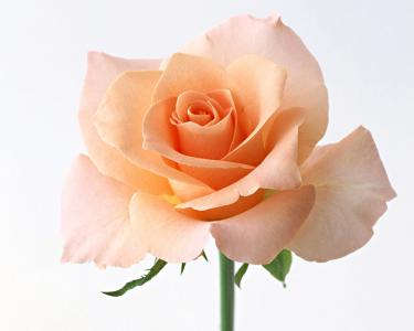 鲜艳玫瑰情人节桌面壁纸第2张