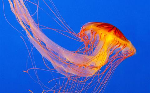 可爱毛绒绒小黄鸭图片桌面壁纸第3张