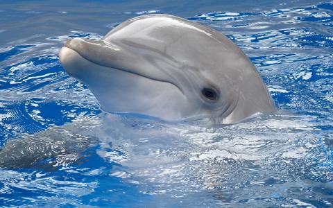 海洋生物图片 _ 第(9)张