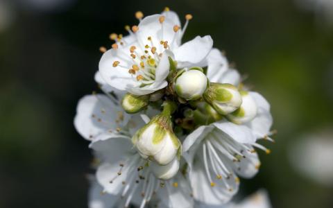 朦胧浪漫花卉特写桌面壁纸第0张