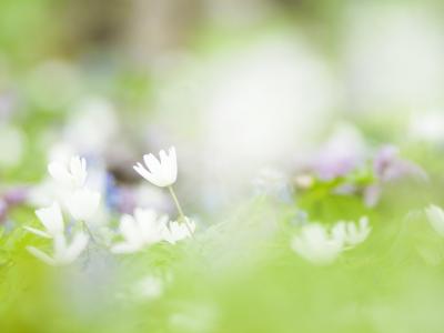 朦胧浪漫花卉特写桌面壁纸第1张