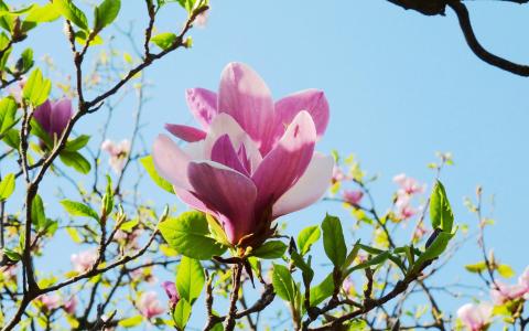 兰花图片 _ 第(5)张