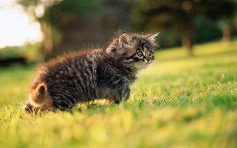 草地上可爱的猫咪宝贝桌面壁纸第5张