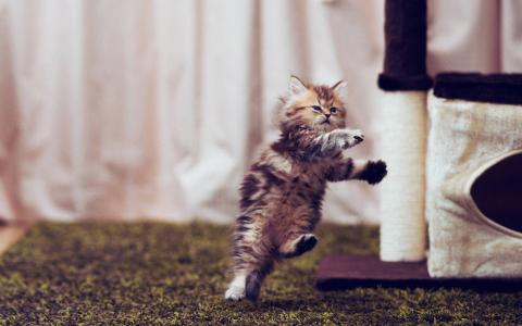 小奶猫图片 _ 第(8)张
