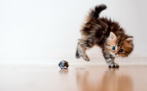 小奶猫图片 _ 第(12)张