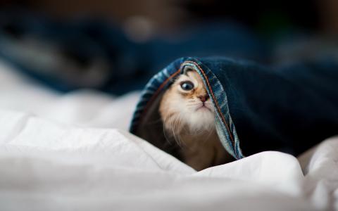 小奶猫图片 _ 第(15)张