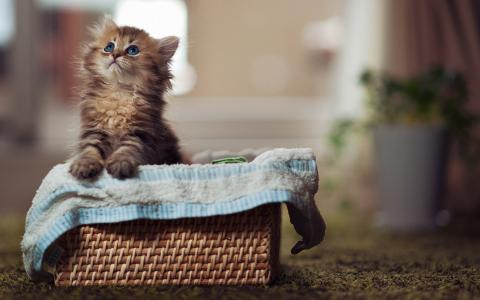 小奶猫图片 _ 第(17)张
