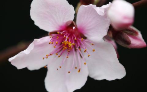 鲜花第6张
