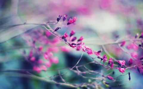 花园壁纸图片 _ 第(1)张