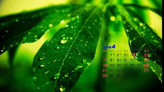 绿色养眼的叶子唯美图片桌面护眼壁纸第1张