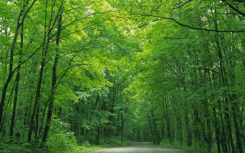 2013年5月风景桌面日历之养眼绿色第4张