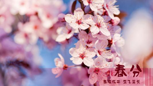 春天好看的绿色植物高清壁纸春天壁纸第4张