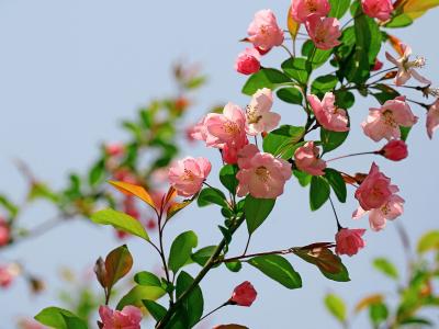 2013年5月风景桌面日历之养眼绿色第2张