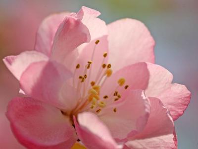 2013年5月风景桌面日历之养眼绿色第4张