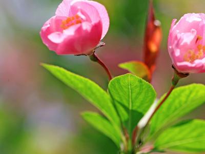 2013年5月风景桌面日历之养眼绿色第6张