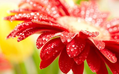 非洲菊桌面壁纸之高清鲜花第0张