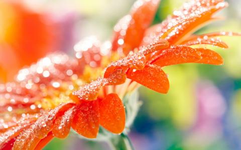 非洲菊桌面壁纸之高清鲜花第4张