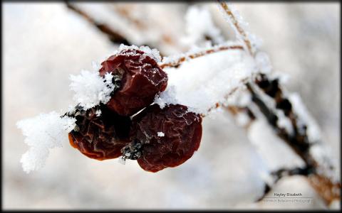 雪景桌面第5张