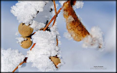 雪景桌面第6张