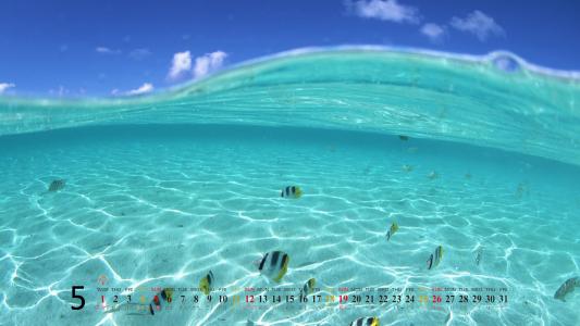 高清美景神秘的海底生物美丽水母图片手机壁纸第0张