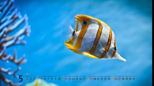 高清美景神秘的海底生物美丽水母图片手机壁纸第4张