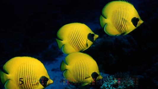 高清美景神秘的海底生物美丽水母图片手机壁纸第6张
