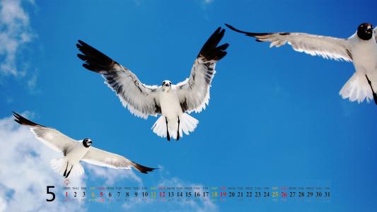 2013年5月风景日历高清壁纸第5张