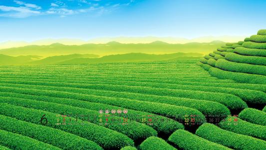 2013年5月风景桌面日历之养眼绿色第4张