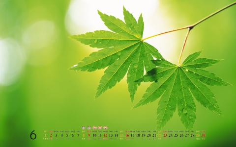 2014年偶像明星7月月历桌面壁纸第6张