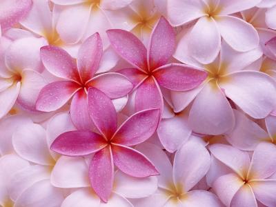 蘑菇图片 _ 第(13)张
